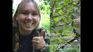 If you go down to the woods today  Bourne Woods [upl. by Salis466]