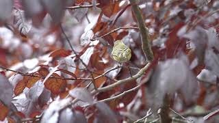 Rubycrowned Kinglet Frantically Foraging [upl. by Nero]