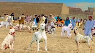 Pakistan ki sab sy mashoor dog 🐕 mandi  Biggest Dogs Market  Pk Animals vlog [upl. by Broadbent]