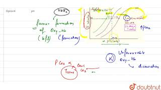 Oxygen haemoglobin dissociation curve will shift to right on decrease of  11  BREATHING AND EX [upl. by Eatnoed]