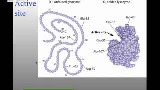 MBW14Lecture 4 Enzymes and Protein Regulation [upl. by Niroht]