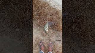 Golden carp fish catching with net fishing 😱😱machhi trending viralvideo villagelife villagefish [upl. by Rome]