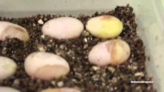 Candling Bearded Dragon Eggs Week 1 [upl. by Perni]