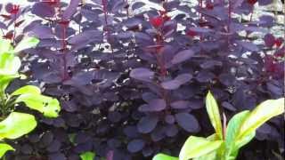 Plantsmans Corner Smoke Bush [upl. by Tocs]