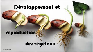 6ème Reproduction et développement des végétaux [upl. by Salema]