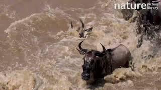 Nile crocodile catching and drowning Wildebeest as herd crosses Mara River Maasai Mara Kenya [upl. by Lesslie]