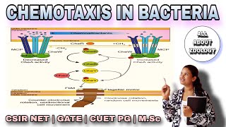 CHEMOTAXIS PATHWAY IN BACTERIA  MSc Classes  Cell Biology  CSIRNET [upl. by Nerfe]