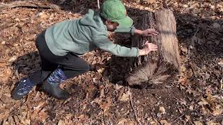 Finding Redbacked Salamanders with the Boy [upl. by Namlak]