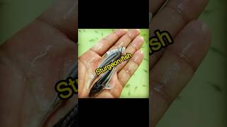 Sturgeon fish  iranian sturgeon fish farm caviar fish sturgeon food seafood fishmeat fishing [upl. by Arihsaj]