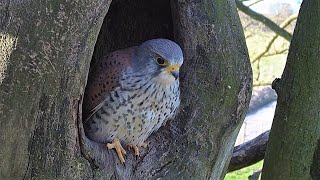 Kestrels Brave it Out After Several Brutal Raids on their Nest  Mr amp Mrs Kes  Robert E Fuller [upl. by Nahsaj]