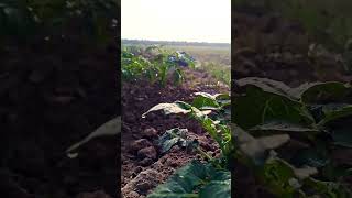 A 🥔🥔potato plant nursery in🌄 morning view [upl. by Marybelle]