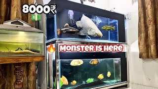 All Monster Fish Arrived🎊 🦈 Arowana Tank Setup Nikhil Patle arowana monsterfish petsvlog [upl. by Atarman81]