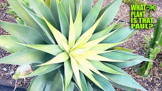 The FOX TAIL AGAVE DEATH BLOOM  The Final Stage in the Life cycle [upl. by Ahserb51]