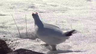 Rock Ptarmigan [upl. by Avik948]