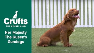 Her Majesty The Queens Gundog Display  Crufts 2022 [upl. by Vin775]