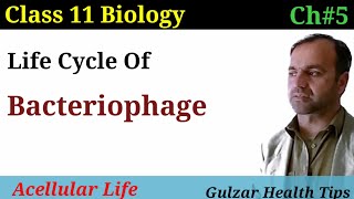 Life cycle of Bacteriophage virus  lytic and lysogenic life cycle  class 11 biology [upl. by Aneert443]