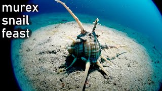 Underwater Predators Murex Snails and Pufferfish [upl. by Elnora306]