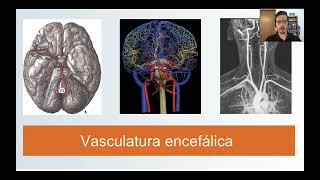 Vasculatura encefálica parte 1 [upl. by Tiena]