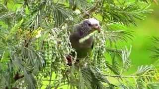 specklefaced parrot Pionus tumultuosus Birding around Bogota at Chingaza Bogota Birding [upl. by Enineg119]