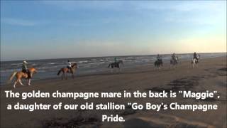 Tennessee Walkers Spotted Saddle Horses Paso Finos at the beach in Texas [upl. by Armbrecht185]