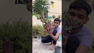 Most Hardy Plant of My Garden yucca gardening reels [upl. by Atirabrab]