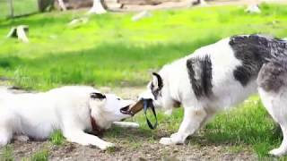 Présentation de la troupe de ONordic Yakutian laika amp nordics dogs [upl. by Ayomat]