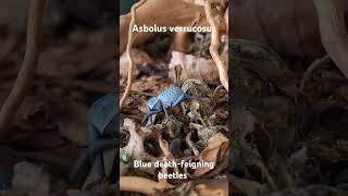 Blue deathfeigning beetles  Asbolus verrucosus invertebrates beetles inverts [upl. by Ylrebmik]