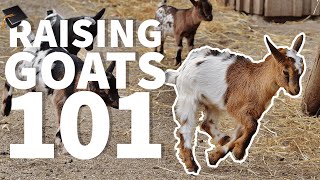 Raising Goats 101 🐐 Beginner FAQS [upl. by Osric]