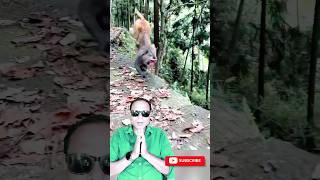 Meet the Monkey Who Ditches Legs for Handwalking Skills [upl. by Routh]