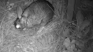 Mama Rabbit Feeds Baby Bunnies in Nest [upl. by Brezin]