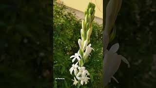 How to bloom Tuberose  Journey of Fragrant Flower Tuberose  Shorts [upl. by Anivid]