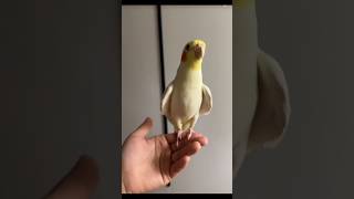 Cute cocktai best singing and dancing video cocktail birdsinging dancing viralvideo viralshort [upl. by Aaronson]