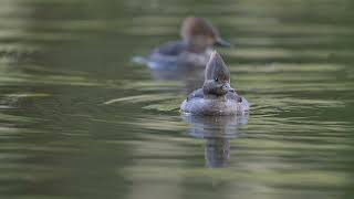 Hooded Mergansers in slo motion [upl. by Harden]