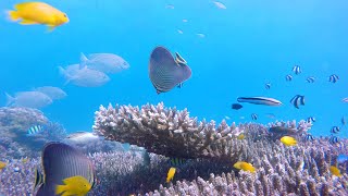 Scenic Coral Reefs amp Fishies for 1HR Stable clips with No interruptions [upl. by Ekez]