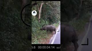 Jungle Safari at Chilapata Forest theurbannomad minivlog shortsfeed shorts wildlife short [upl. by Holleran]