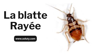 La Blatte Rayée Supella longipalpa  Ce quotPetit Cafardquot que l on Retrouve dans la Chambre [upl. by Ahsikel]