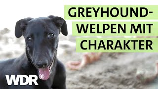 Überraschender GreyhoundNachwuchs hält das TierheimTeam auf Trab  S02E02  Hallo Tierheim  WDR [upl. by Delanie]