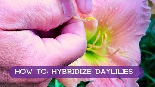 How To Hybridize Daylilies A Fast amp Easy How To  Oakes Daylilies [upl. by Suravart]