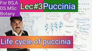 Life cycle of puccinia [upl. by Kreis]