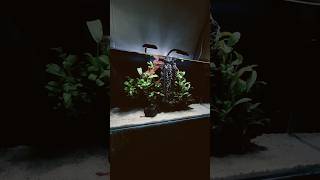 DIY Sand Waterfall with Anubias Local planted Movable [upl. by Esirahc347]