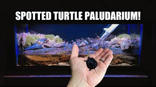 Spotted Turtle Parudarium Build amp Unboxing [upl. by Wilmette101]