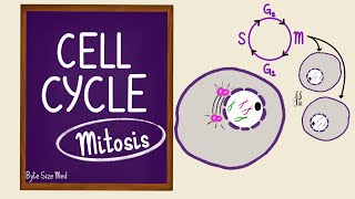 Cell Cycle  Mitosis  Cell Division  Cell Biology [upl. by Alieka]