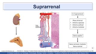 VIDEHISTO 48  Sistema endocrino  Generalidades de las glándulas endocrinas vascularización [upl. by Esten87]