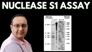 S1 Nuclease Assay  Transcriptome Analysis [upl. by Rosalind]