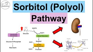 Sorbitol Polyol Pathway  Sugar Alcohols Enzymes Purpose Diabetes amp Health Problems [upl. by Rudolfo967]