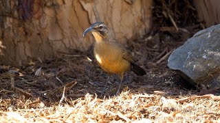 HDObservations  California Thrasher 4K UHD [upl. by Demmahom237]