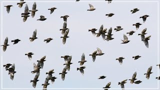 Murmurations of Starlings  Common Starling Flock [upl. by Heuser]