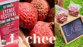 LYCHEE FESTIVAL on the Big Island of Hawaii  Eat And Be Eaten [upl. by Eislek]