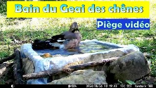 GEAI des CHENES qui se baigne [upl. by Ocsecnarf]