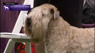 Soft Coated Wheaten Terriers  Breed Judging 2023 [upl. by Alsi]